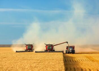 AKP hat çandiniya genim têk çû