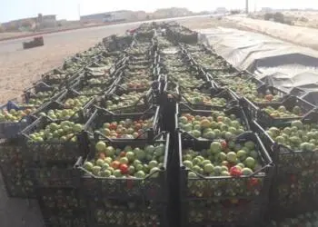 Firingiyên bin kayê