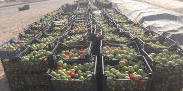 Firingiyên bin kayê