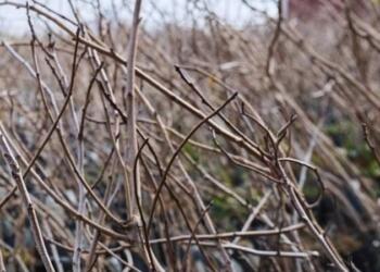 Amed de citekaran rê piştîdayîşê 200 hezar darê meyweyî