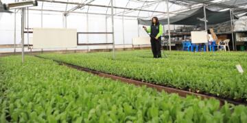 Bi hilberîna jinan Peyaseke hêşîn