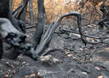 Xozaya Başûrî yena qirrkerdene