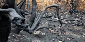 Xozaya Başûrî yena qirrkerdene