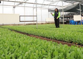 Berardişê cinîyan reyde Peyasêk zergûn