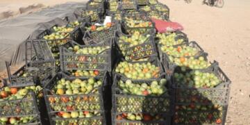 Rêbazêka kan a çandinîye; balcanê simere