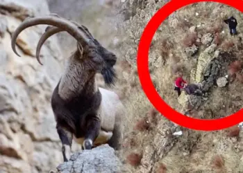 Qetilkerdişê pezkovî rê ceza ameye dayîş