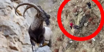 Qetilkerdişê pezkovî rê ceza ameye dayîş