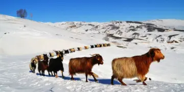 Ters û cesaretî ser o yew analîzê hîkayeya ‘Xewf’î