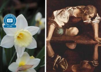 Destanê vilika nêrgize: Eşqê Ekho