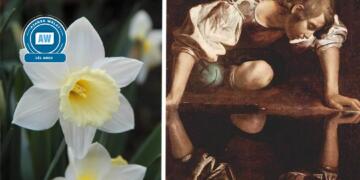 Destanê vilika nêrgize: Eşqê Ekho