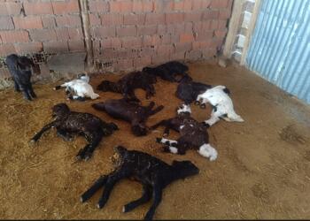 Li Depê nexweşiya tebekê: Berxik bi komî dimirin