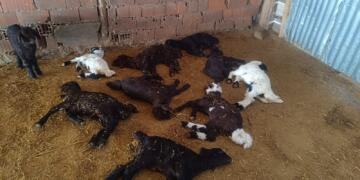 Li Depê nexweşiya tebekê: Berxik bi komî dimirin