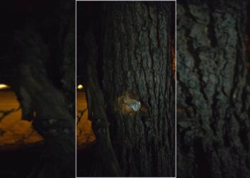 Bi guleyan êrişî mala Hevserokê DEM Partiya Sêgirkê kirin