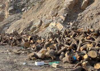 Cerdevan li Çelê daran dibire