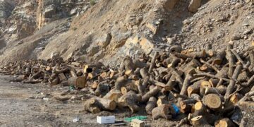 Cerdevan li Çelê daran dibire