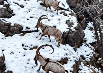 Pezkovî tîtikê koyan ra yenê war