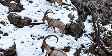 Pezkovî tîtikê koyan ra yenê war