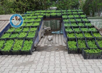 Li Bismilê bi firotina şitilan debarê dikin