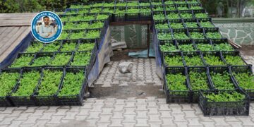 Li Bismilê bi firotina şitilan debarê dikin