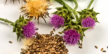 Dermanê gelek derdan: Kelx