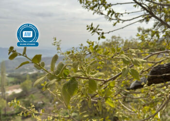 Li Gabarê Darên Çilo li dijî qirkirinê serî hildidin