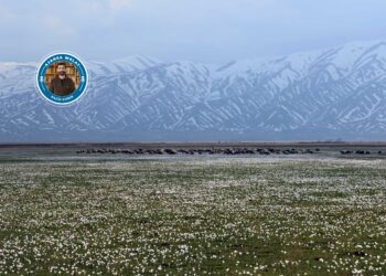 Li deşta Geverê mizginiya biharê