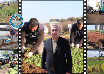 Şaredariya Bajarê Mezin Amedê dixemilîne