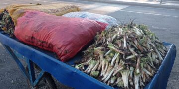 Kengerê Qerejdaxî şaristanî xemilnenê