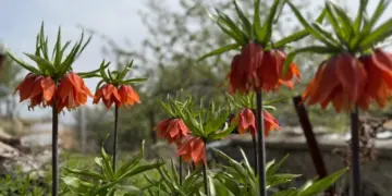 Amed de demê abîyayîşî yê galûran