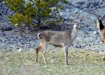 Erzîngan de di xezalê sûr ame tesbîtkerdiş