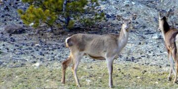 Erzîngan de di xezalê sûr ame tesbîtkerdiş