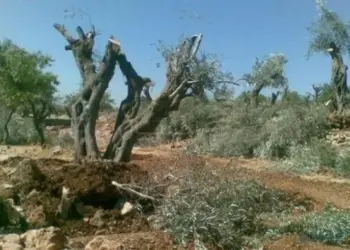 Komên paramîlîter li Efrînê zêdeyî 50 darên zeytûnan birîn