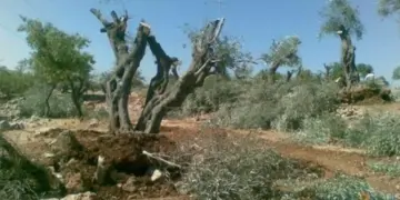 Komên paramîlîter li Efrînê zêdeyî 50 darên zeytûnan birîn