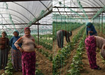 Kedkarê zîretî: Wa keda ma bêra vînayîş