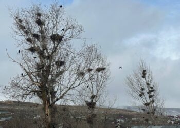 ‘Dewa Kargapazari bîya dewa qijikan’