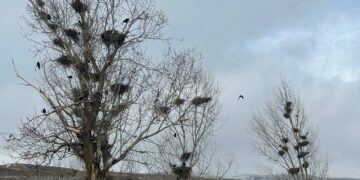 ‘Dewa Kargapazari bîya dewa qijikan’