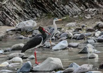 Leglegêko sîya Çemê Pûlemûrî de ame vînayîş