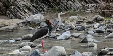 Leglegêko sîya Çemê Pûlemûrî de ame vînayîş