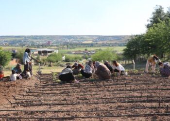 Sûr de Bostanê Komunî yê Cinîyan ame awankerdiş