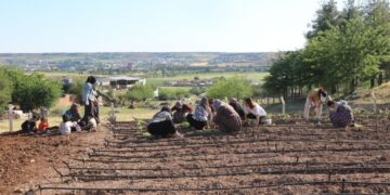 Sûr de Bostanê Komunî yê Cinîyan ame awankerdiş