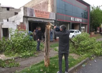 Li Peyasê gelek dar şikestin