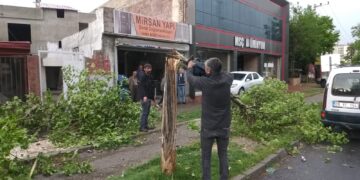 Li Peyasê gelek dar şikestin