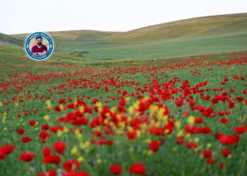 Bûkaniyan xweza û zevî xemilandin