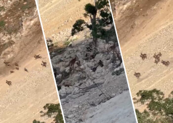 Warê xezal û peskovîyan yenê çinkerdiş