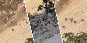 Warê xezal û peskovîyan yenê çinkerdiş