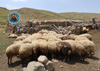 Qedexeyên zozanan çanda sewalkariyê kêm dike