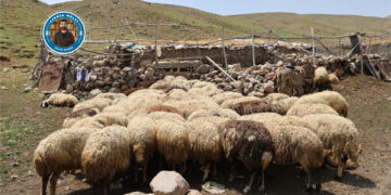 Qedexeyên zozanan çanda sewalkariyê kêm dike