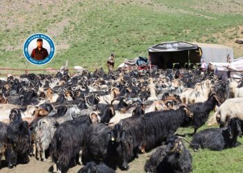 Bêrîvanên Elkê berê xwe didin zozanan