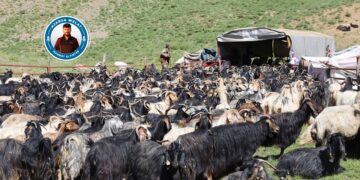 Bêrîvanên Elkê berê xwe didin zozanan