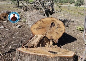 Li Bestayê dîmenê birîna daran: Talankirinê radixe ber çavan